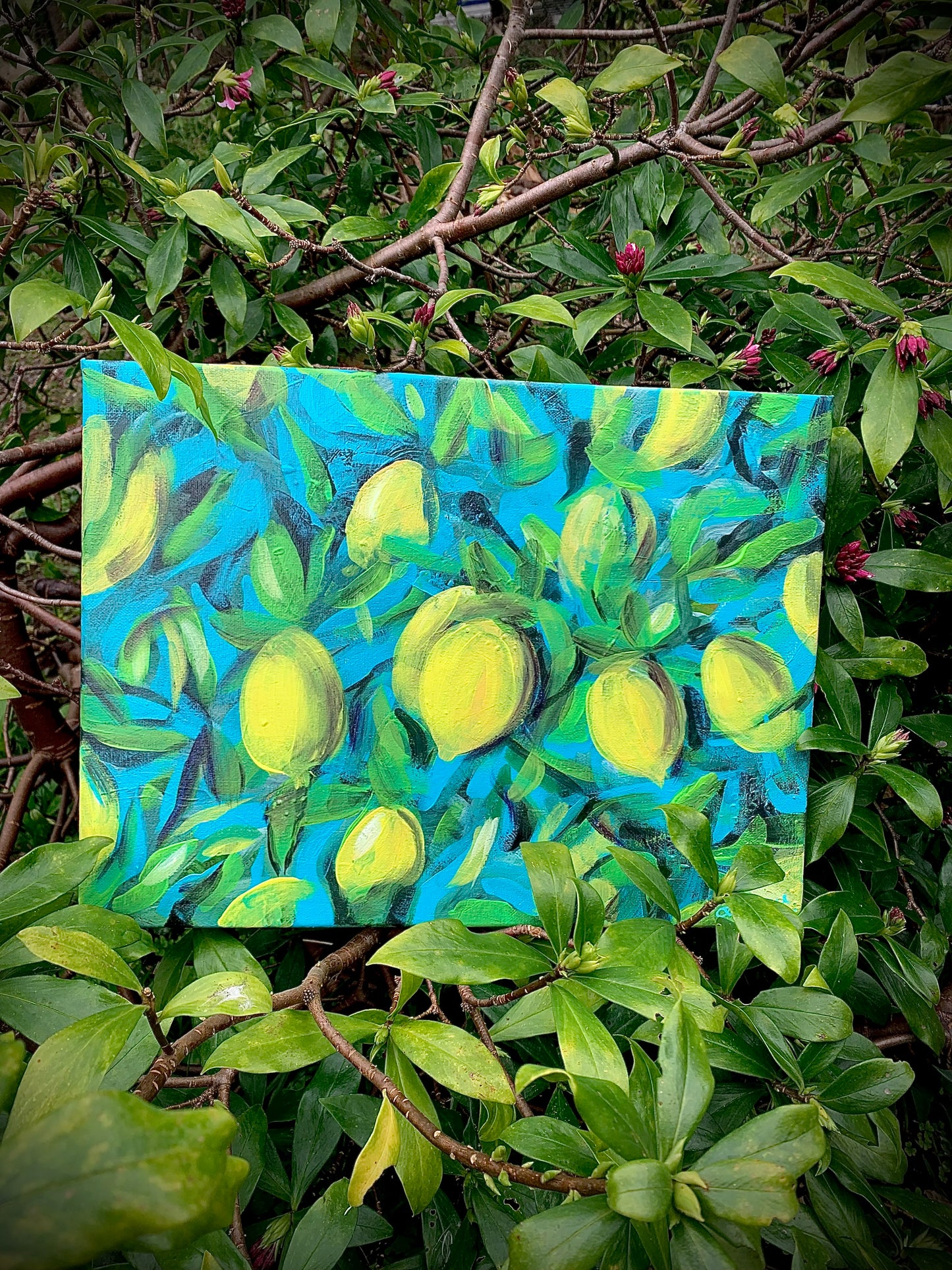 "Citrus tree"